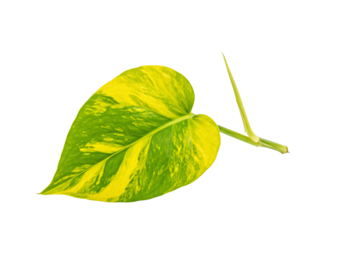 Green yellow leaf plant botany nature