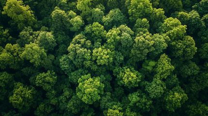 Naklejka premium Aerial view of a lush green forest, showcasing the beautiful patterns of nature in the background.