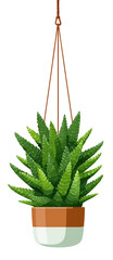 Hanging succulent in terracotta pot