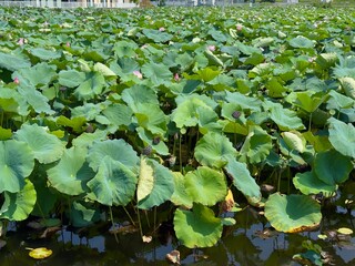 明石のため池に浮かぶ蓮の葉
