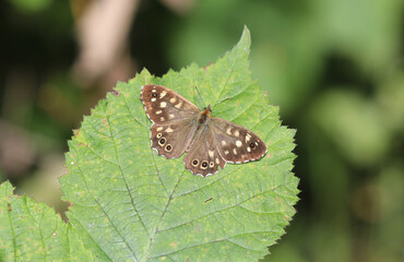 Waldbrettspiel - Speckled wood