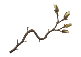 A magnolia branch with delicate, pale yellow buds curves gracefully against a stark black backdrop.