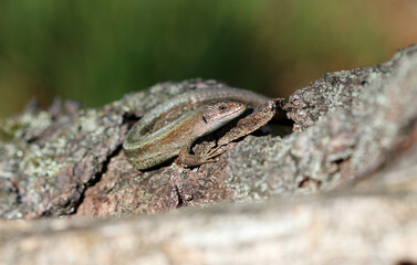 Waldeidechse - Viviparous lizard