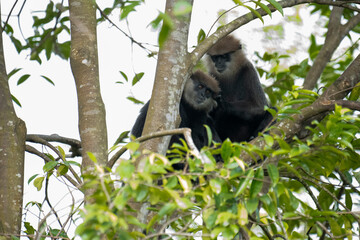 
An endangered arboreal monkey endemic to Sri Lanka. It has a dark face with a light-colored beard and a crown of brown fur on its head.