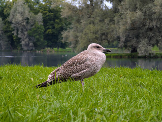 Seagull on green grass in park on blurred background