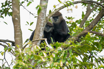 
An endangered arboreal monkey endemic to Sri Lanka. It has a dark face with a light-colored beard and a crown of brown fur on its head.