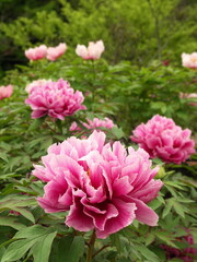 初夏の日本庭園に咲くピンクの牡丹