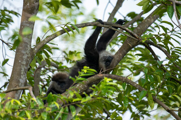 
An endangered arboreal monkey endemic to Sri Lanka. It has a dark face with a light-colored beard and a crown of brown fur on its head.