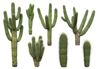 Collection of various cactus plants desert flora green succulents botanical studio shot transparent background