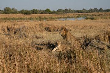 Big lion lying on savannah grass. Landscape with characteristic trees on the plain and hills in the background