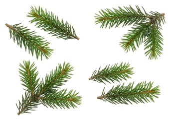 Green spruce branches on transparent background nature photography winter christmas decoration
