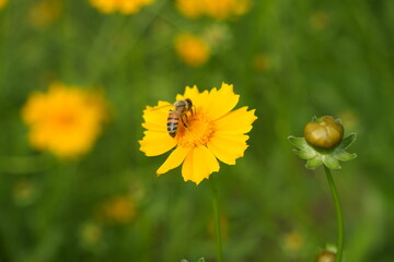 honeybees sitting on yellow flowers