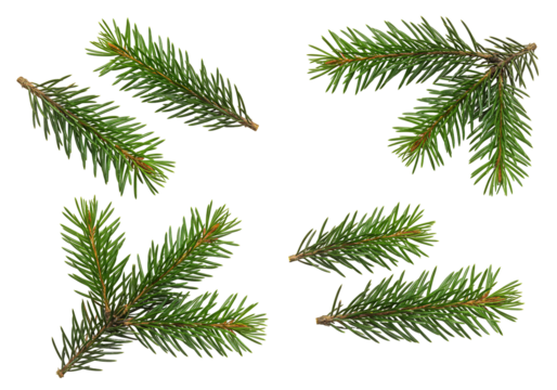 Green spruce branches on transparent background nature photography winter christmas decoration