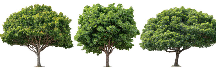 Three green trees against a black background