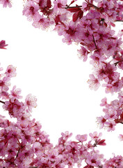 Fototapeta premium Close-up of vibrant pink cherry blossoms, forming a frame around a dark space