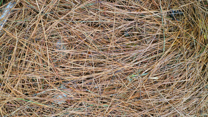 Close Up of Dry Pine Needles Texture
