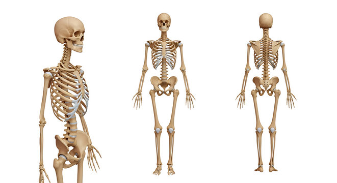 Anatomical human skeleton from three different views isolated on white background