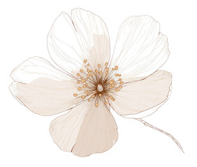 Fototapeta premium Delicate, light beige rose flower illustration