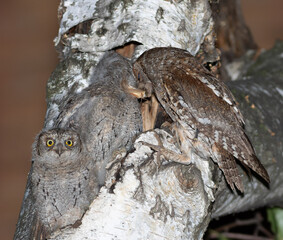 Eurasian scops owl, Otus scops. A female bird feeds her chicks