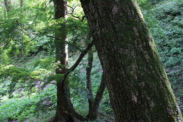 Close up of tree with green moss on the tree trunk in natural forest background. Lush green forest in summer.
