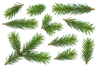 Green fir branches on transparent background nature photography for design