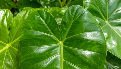 Close-up of vibrant green leaves