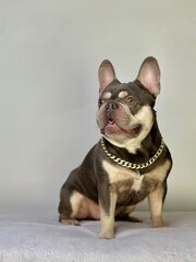 french bulldog puppy