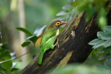 The image shows a Brown-headed Barbet, a colorful bird with a brown head, vibrant yellow eyes, and a reddish beak, perched on a branch amidst lush green foliage.