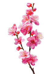Obraz premium Close-up of a delicate pink blossom branch. Soft, vibrant pink blossoms cluster on thin, light brown branches. A detailed view of the flower petals, showing delicate textures