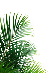 Fototapeta premium Close-up of lush tropical palm fronds