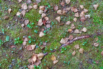 苔の上の落ち葉