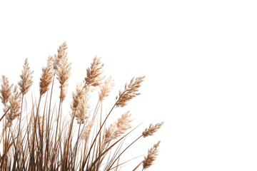 Fototapeta premium Light beige and tan dried grasses cluster in a corner, against a black background