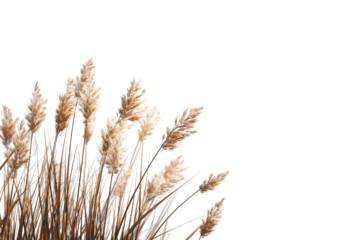 Light beige and tan dried grasses cluster in a corner, against a black background