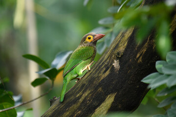 The image shows a Brown-headed Barbet, a colorful bird with a brown head, vibrant yellow eyes, and a reddish beak, perched on a branch amidst lush green foliage.