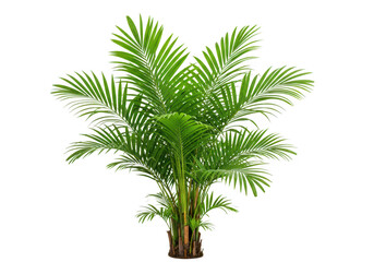 Obraz premium Areca palm plant isolated on transparent background
