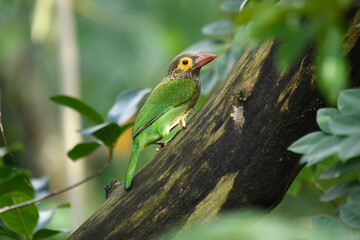The image shows a Brown-headed Barbet, a colorful bird with a brown head, vibrant yellow eyes, and a reddish beak, perched on a branch amidst lush green foliage.
