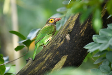 The image shows a Brown-headed Barbet, a colorful bird with a brown head, vibrant yellow eyes, and a reddish beak, perched on a branch amidst lush green foliage.