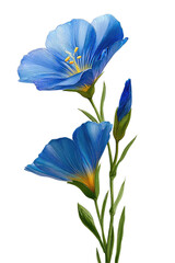 Vibrant blue flax flowers in close-up.  Two blossoms, light blue, with delicate lines, and a light golden throat, sit atop a green stem.  Small buds are emerging