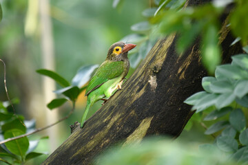 The image shows a Brown-headed Barbet, a colorful bird with a brown head, vibrant yellow eyes, and a reddish beak, perched on a branch amidst lush green foliage.