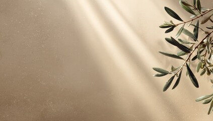 Olive branch in sunlit beige backdrop