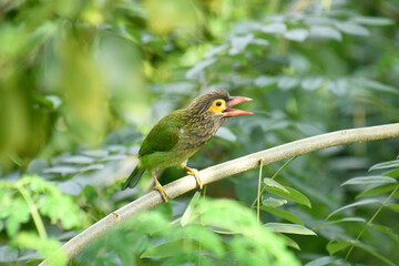 The image shows a Brown-headed Barbet, a colorful bird with a brown head, vibrant yellow eyes, and a reddish beak, perched on a branch amidst lush green foliage.