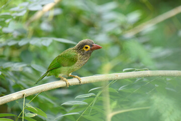 The image shows a Brown-headed Barbet, a colorful bird with a brown head, vibrant yellow eyes, and a reddish beak, perched on a branch amidst lush green foliage.
