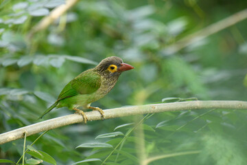 The image shows a Brown-headed Barbet, a colorful bird with a brown head, vibrant yellow eyes, and a reddish beak, perched on a branch amidst lush green foliage.