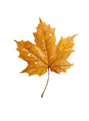 Isolated autumn maple leaf,  golden-brown hue,  detailed veins
