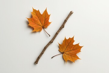 Autumn percent symbol made of twig and maple leaves on white background minimal concept for seasonal fall discount nature inspired promotion and eco friendly marketing visuals