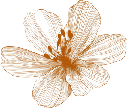 Delicate, outlined flower in warm tones
