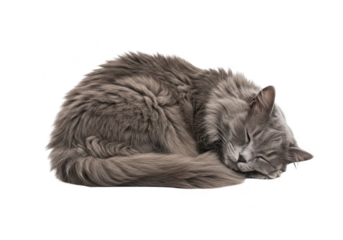 Sleeping cat isolated on transparent background