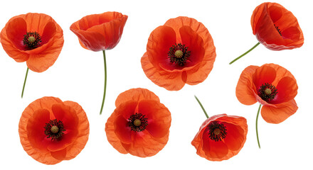 Red poppies on transparent background floral design element