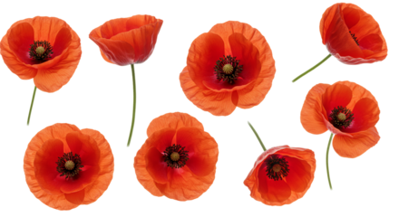 Red poppies on transparent background floral design element