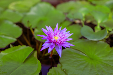 Tropical Varietal Blue Purple Nymphaea Water Lilies Bloom on Pond Surface Landscape Design Water Garden.